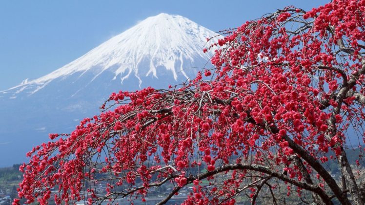 mountain, Snow, Flowers, Beautiful, Red, Tree HD Wallpaper Desktop Background