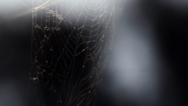 black, Web, Spiders, Macro HD Wallpaper Desktop Background
