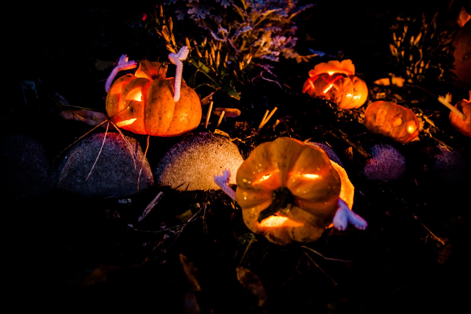 halloween, Citrouille, Pumpkin Wallpaper