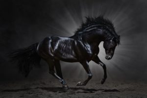 griva, Animal, Horse, Horse, Dark, Black, Beautiful, Amazing