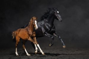 couple, Foal, Horse, Horse, Running, Dust