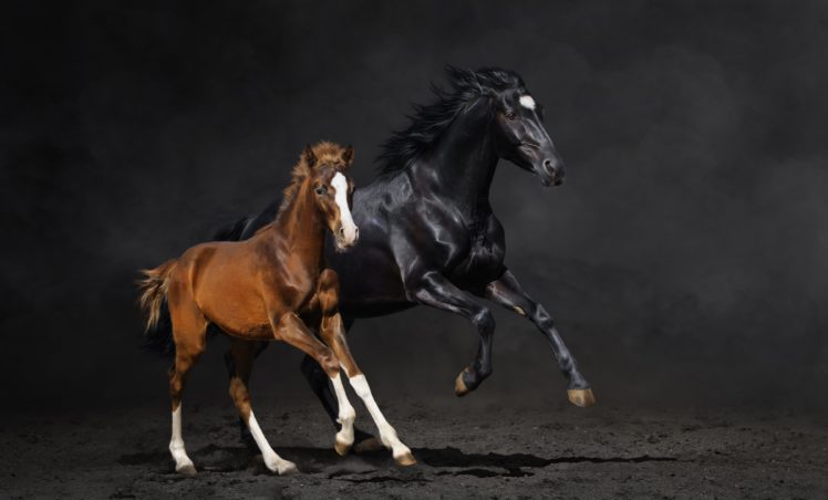 couple, Foal, Horse, Horse, Running, Dust HD Wallpaper Desktop Background