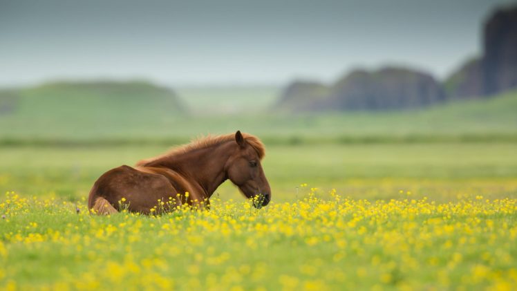 horse, Nature, Animal, Field, Summer, Flowers HD Wallpaper Desktop Background