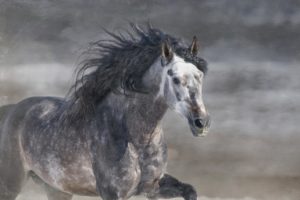 horse, Stallion, Griva, Gallop, Gray, Horse, Running