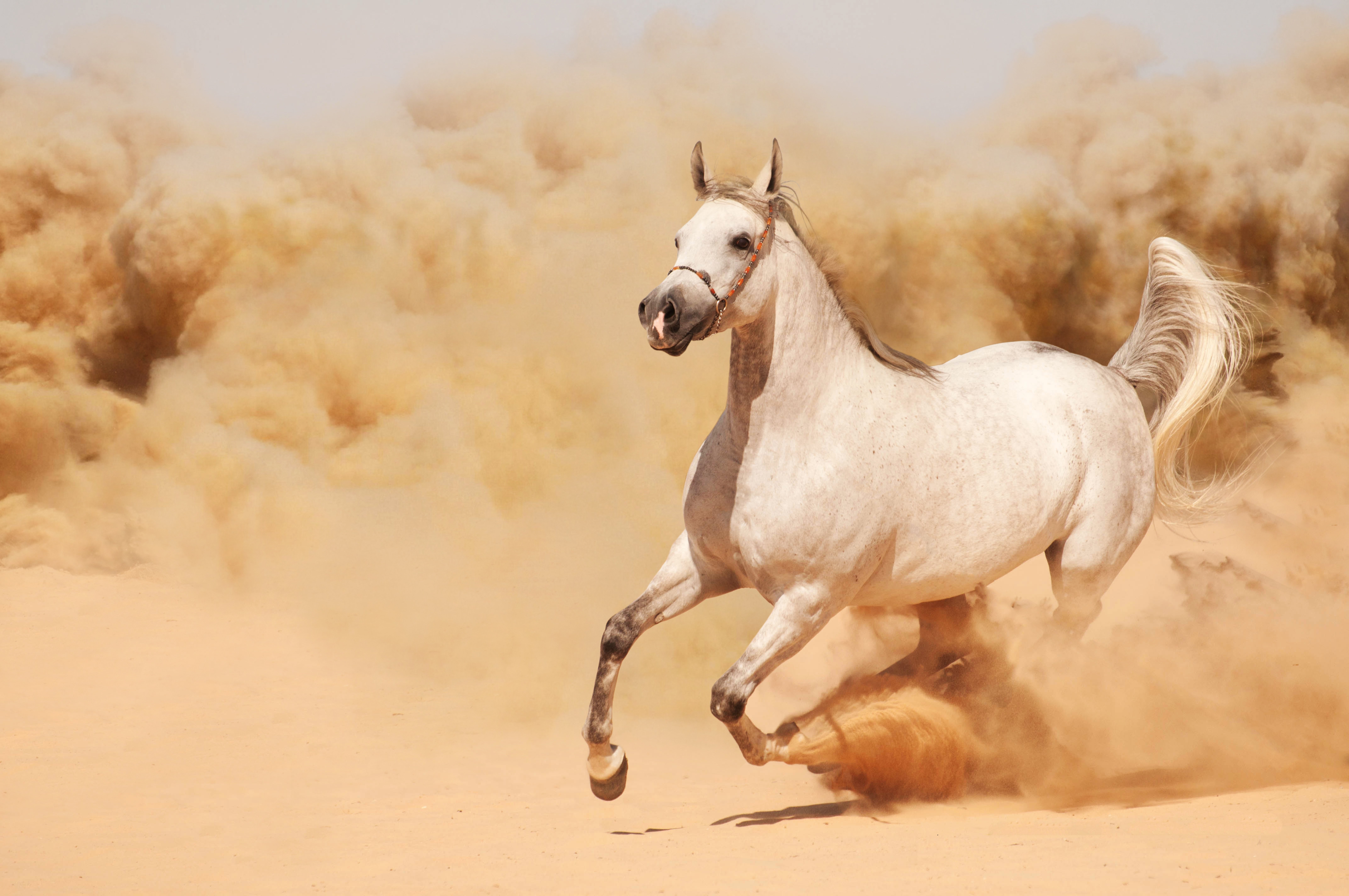 running, Horse, Horse, Dust, Sand, Runs Wallpaper
