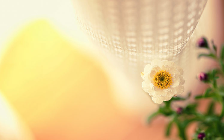 flower, Macro HD Wallpaper Desktop Background