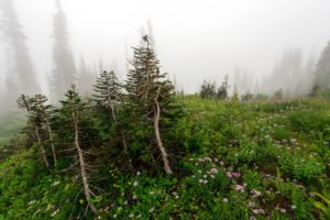 flowers, Trees, Mist, Nature, Mountains, Fog