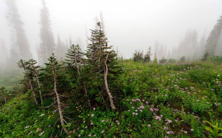 flowers, Trees, Mist, Nature, Mountains, Fog HD Wallpaper Desktop Background