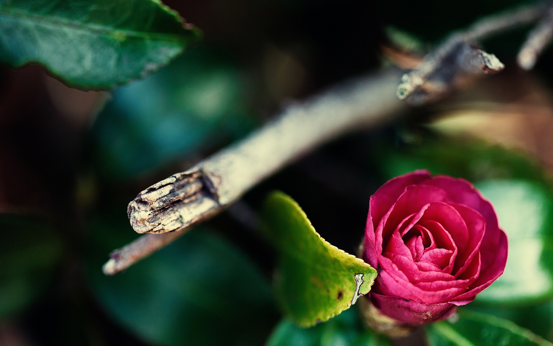 flowers, Macro Wallpaper