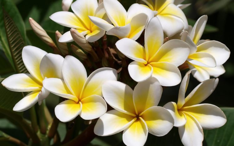 flowers, Plumeria, Frangipani, White, Yellow HD Wallpaper Desktop Background