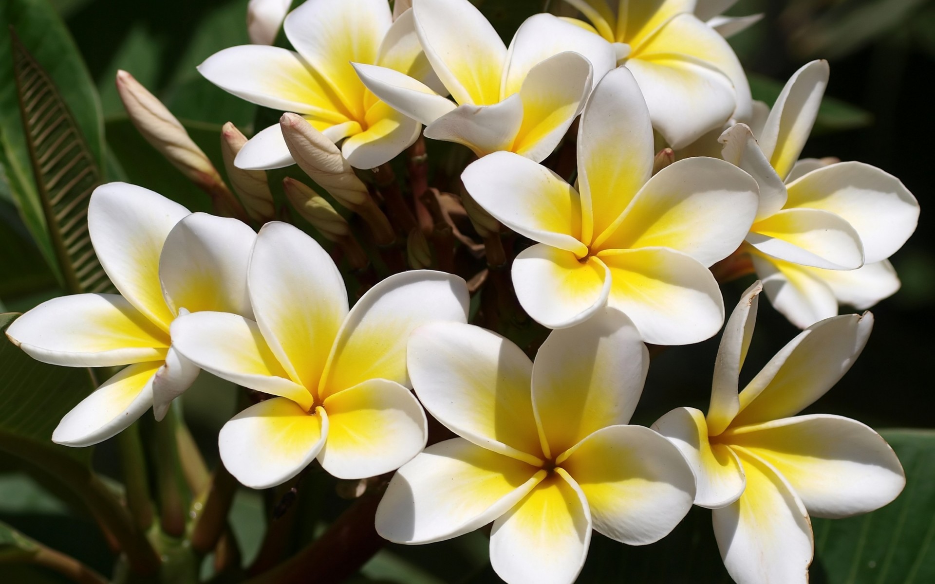flowers, Plumeria, Frangipani, White, Yellow Wallpaper