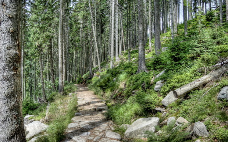 forest, Czech, Republic, Trees, Trail, Grass HD Wallpaper Desktop Background