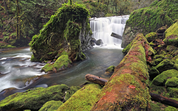 forest, River, Waterfall, Log, Moss, Rocks, Stones, Trees HD Wallpaper Desktop Background