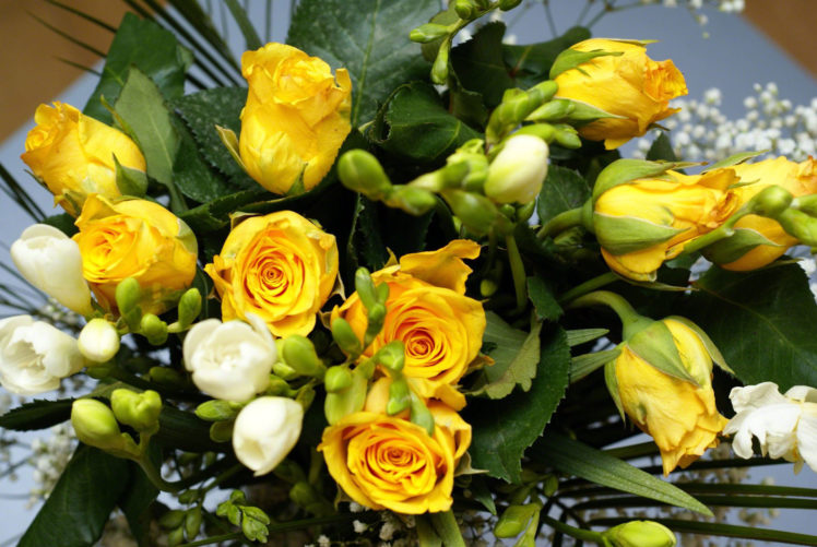 roses, Yellow, Flower, Bouquet HD Wallpaper Desktop Background