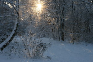 snow, Winter, Sunlight, Sunrise, Trees, Forest