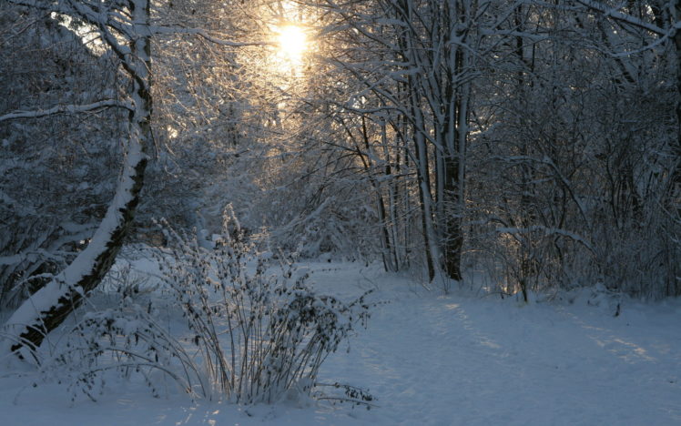 snow, Winter, Sunlight, Sunrise, Trees, Forest HD Wallpaper Desktop Background