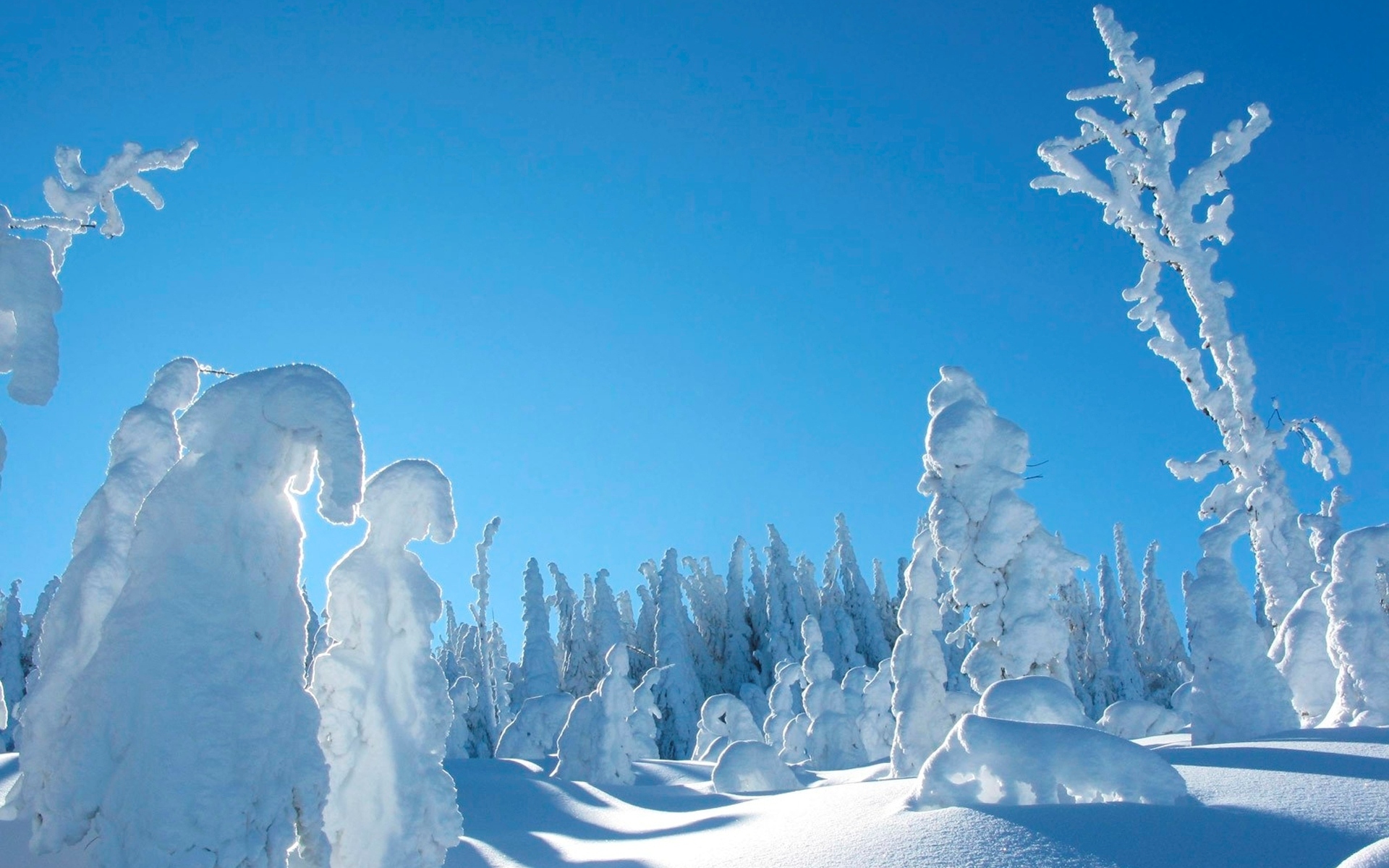 snow, Winter, Trees, Sky Wallpaper
