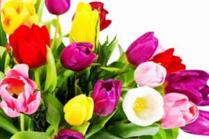 tulips, White, Yellow, Red, Bouquet