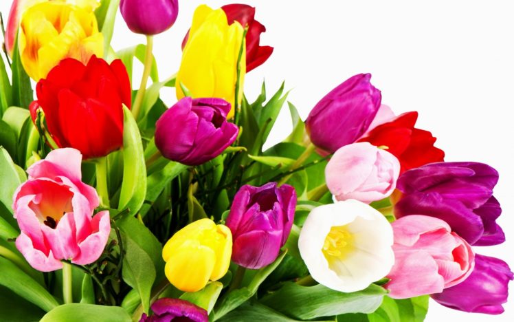 tulips, White, Yellow, Red, Bouquet HD Wallpaper Desktop Background
