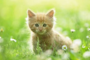 cute, Kitten