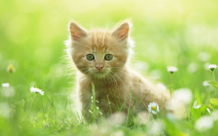 cute, Kitten HD Wallpaper Desktop Background