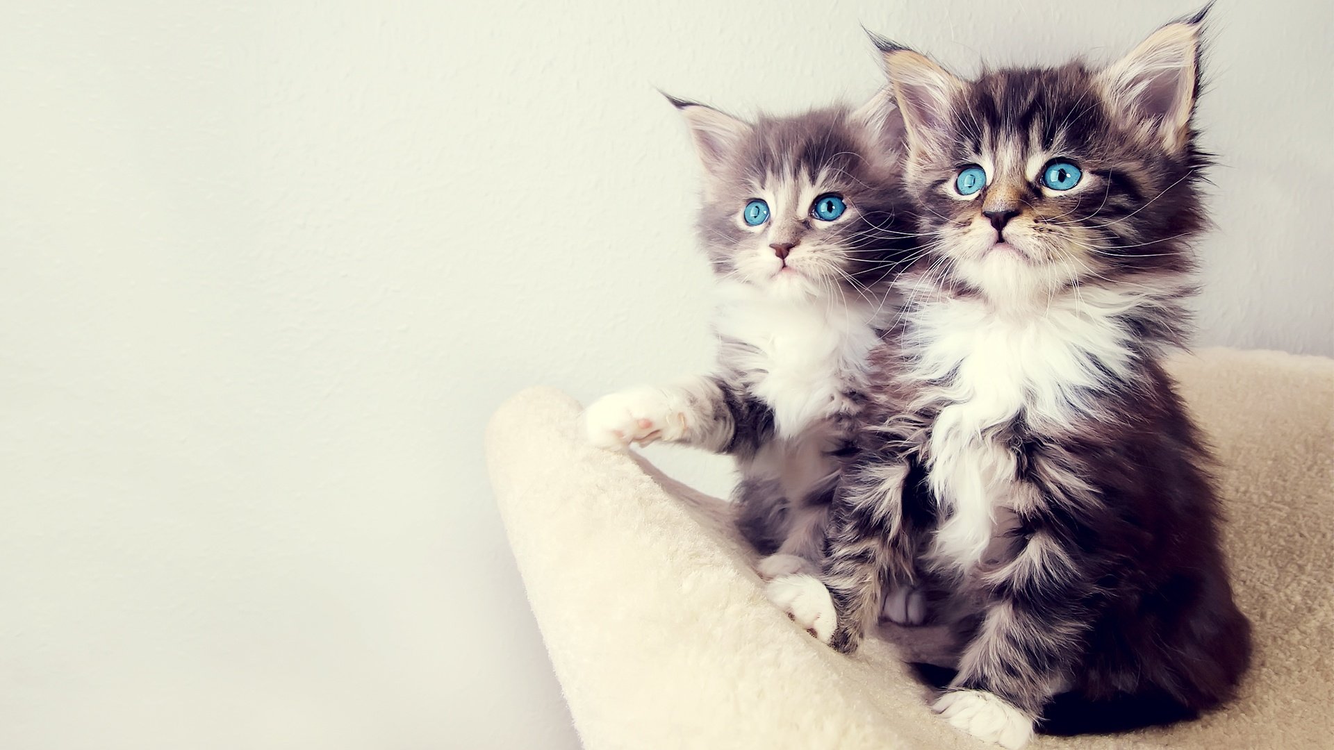 cute, Kitten Wallpaper