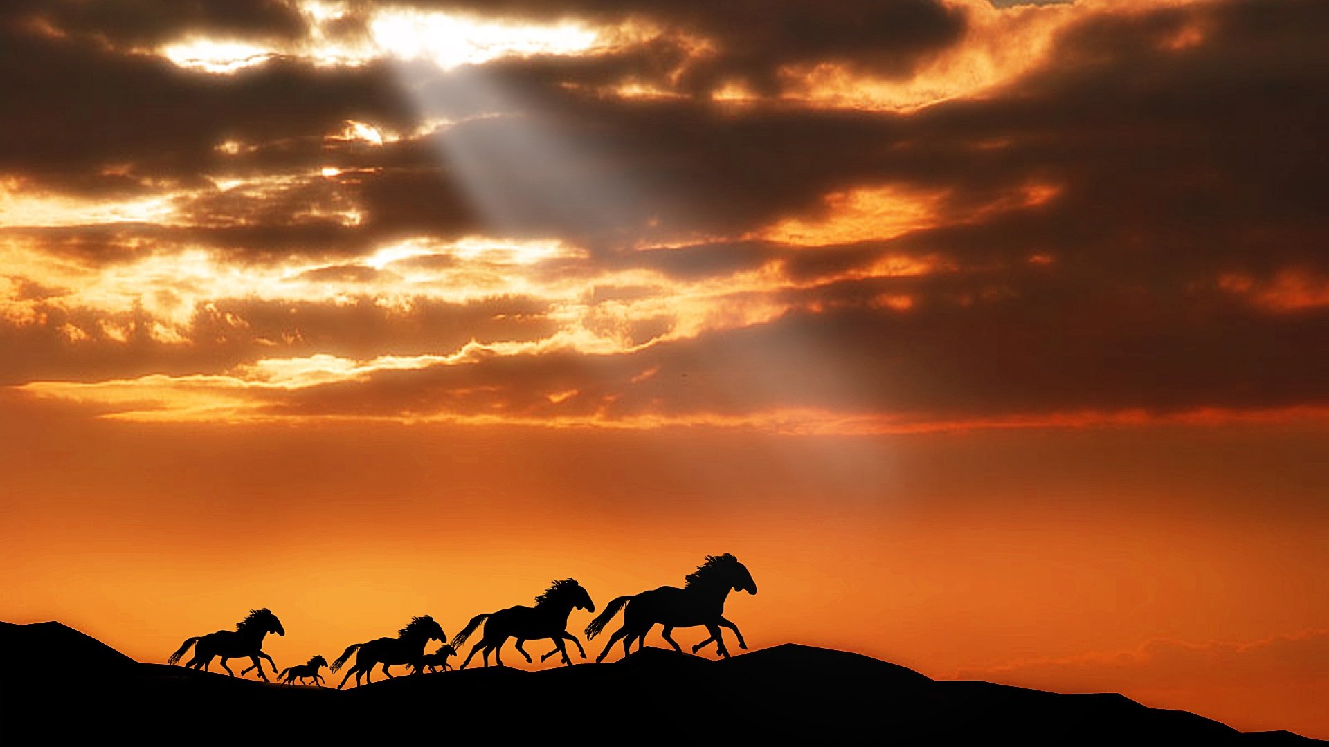 horses Wallpaper