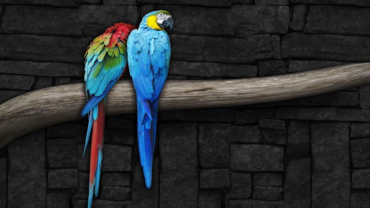 pair, Of, Parrots HD Wallpaper Desktop Background