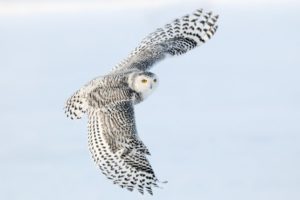 snowy, Owl