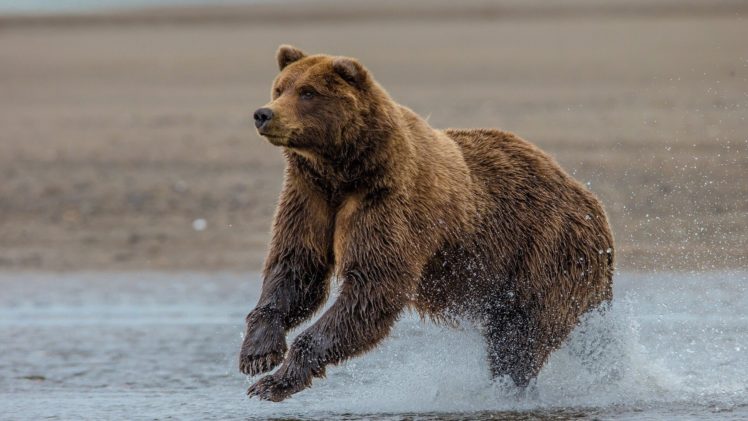 animal, Bear, Grizzlie HD Wallpaper Desktop Background