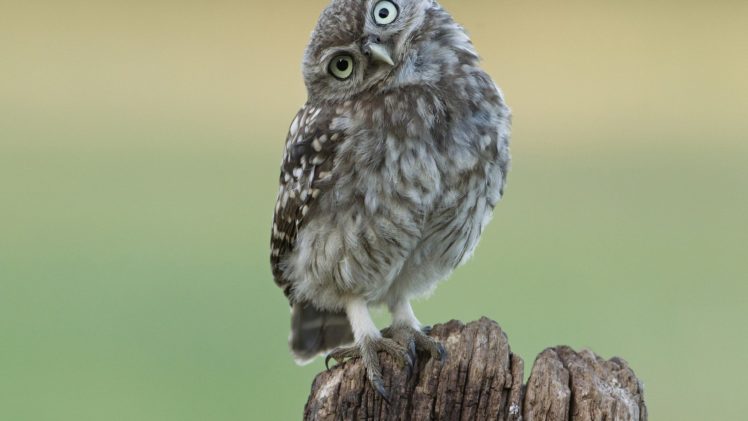 animal, Bird, Owl HD Wallpaper Desktop Background
