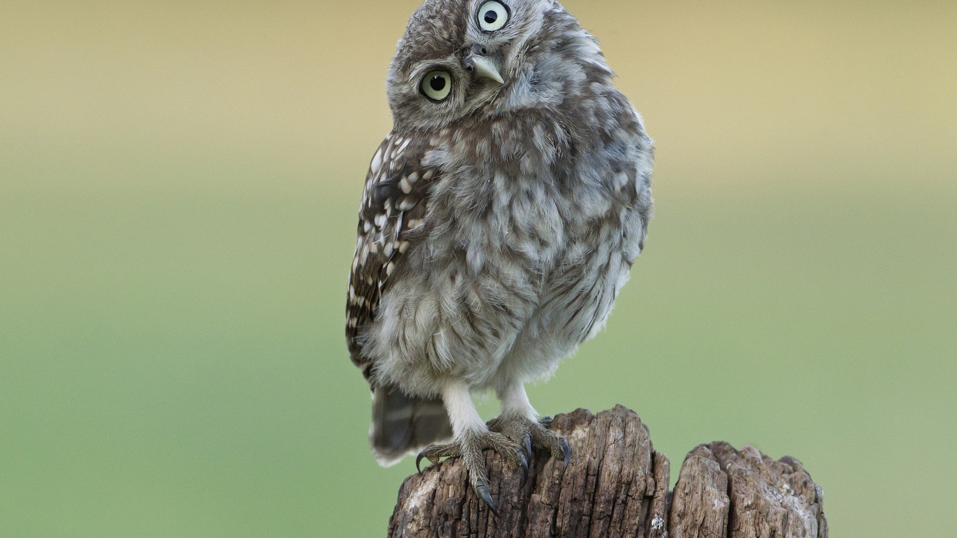 animal, Bird, Owl Wallpaper