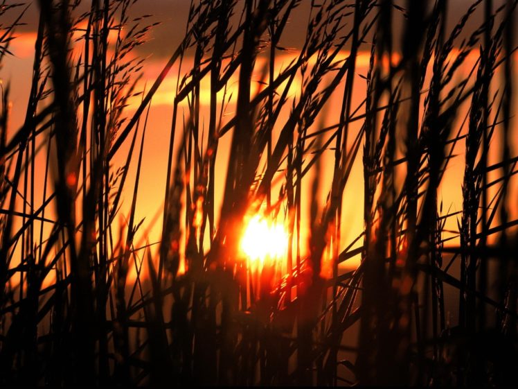early, Morning, Sun, Shining, Through, The, Tall, Grass HD Wallpaper Desktop Background