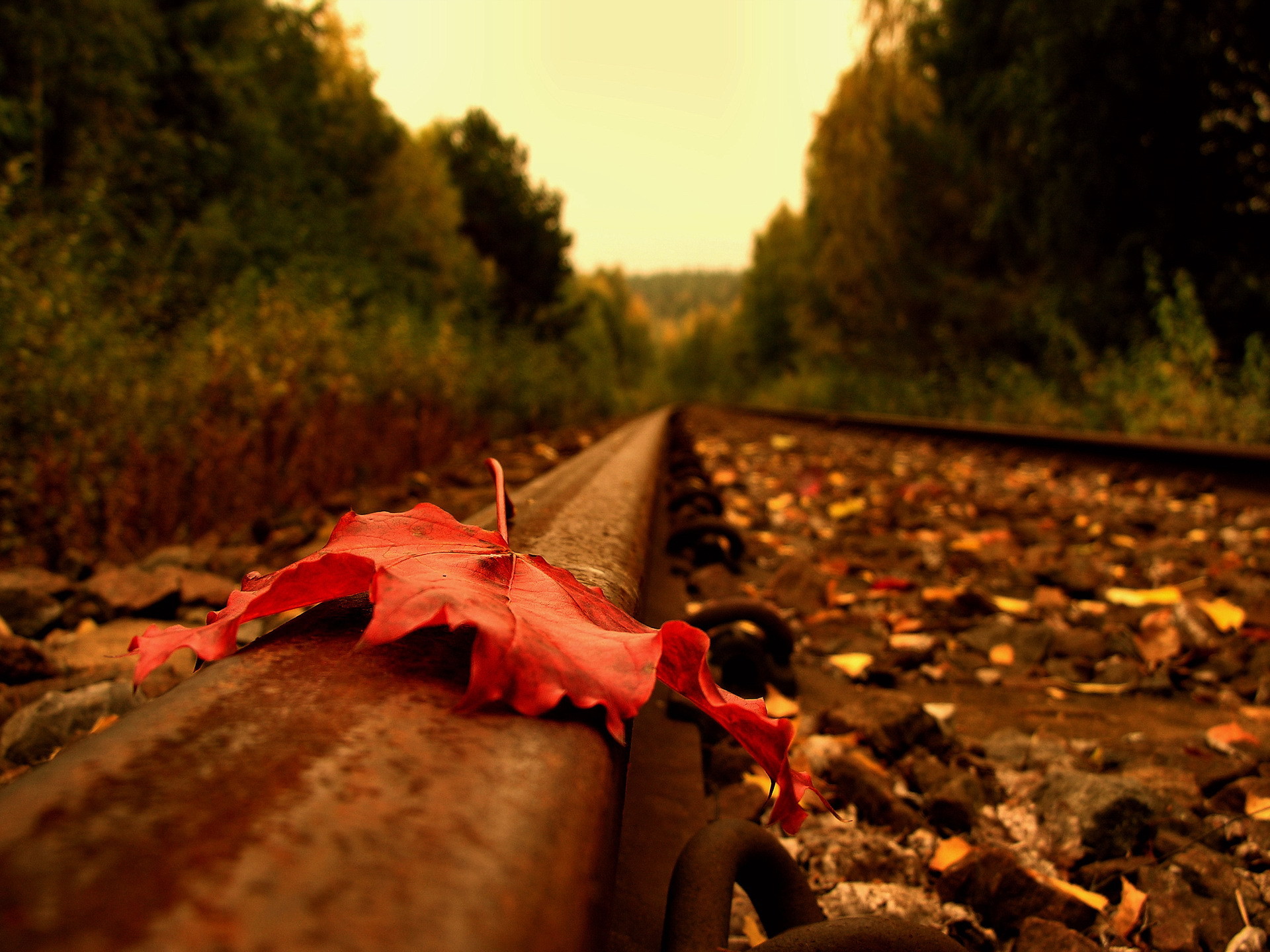 red, Leaf, On, Railroad Wallpaper