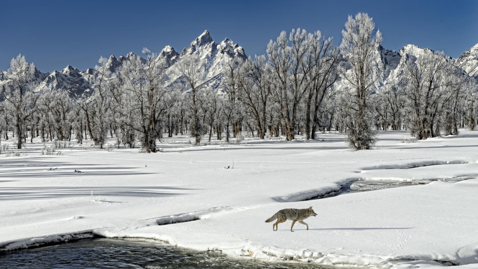 winter, Hd, Wallpaper Wallpaper