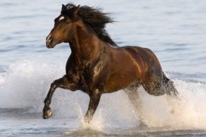 horse,  , Running, Beach