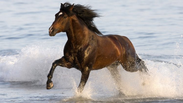 horse,  , Running, Beach HD Wallpaper Desktop Background