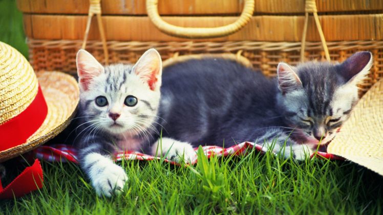 cats, Kitten, Grass, Hat, Picnic, Cat, Cat, Grass, Hat, Picnic HD Wallpaper Desktop Background
