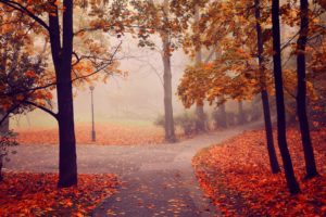 autumn, Park, Road, Trees, Fog, Landscape