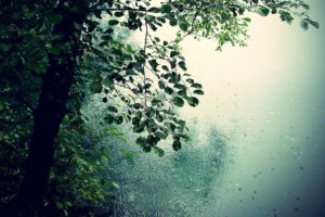 nature, Trees, Rain, Romance, Puddles, Drops, Leaves