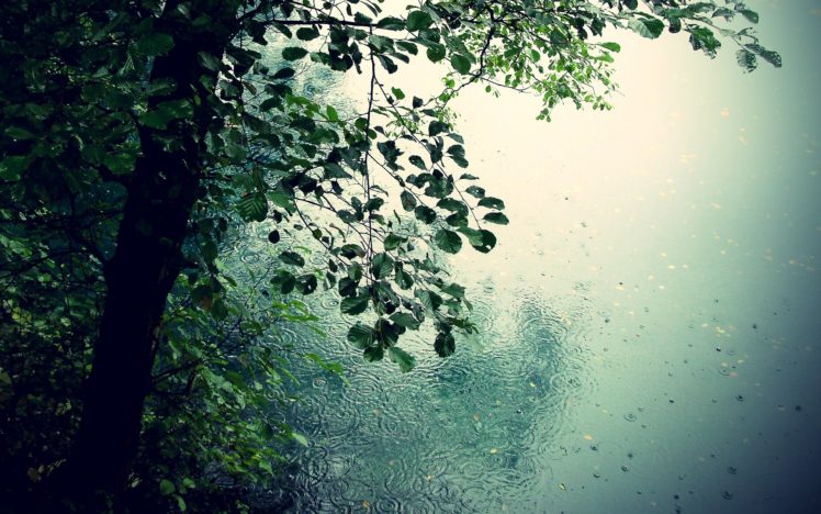 nature, Trees, Rain, Romance, Puddles, Drops, Leaves HD Wallpaper Desktop Background