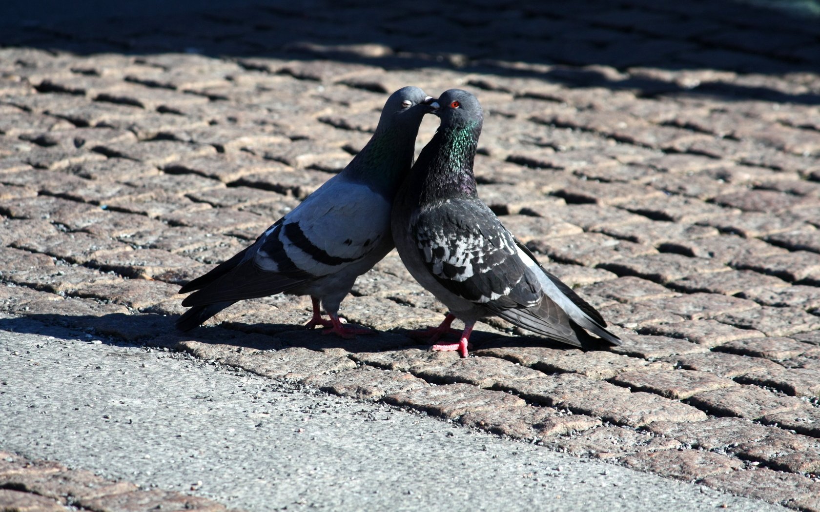 pigeons, Love, Kiss, Romance, World Wallpaper