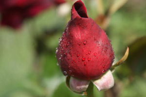 blooming, Rose