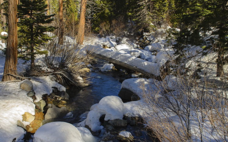 forest, Creek, Nature, Snow, Winter, Trees HD Wallpaper Desktop Background