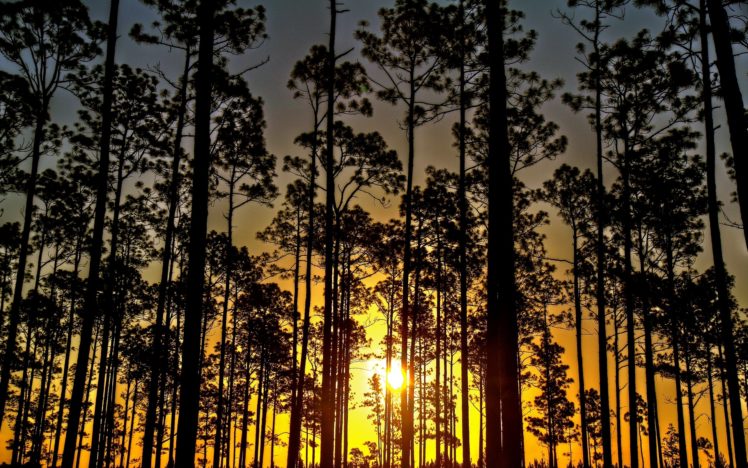 sunset, Forest, Trees, Nature, Hdr HD Wallpaper Desktop Background