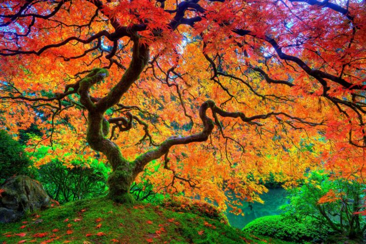 Maple Leaf Tree Japanese Autumn Season Natural Beauty Hd Uhd Ultrahd 4k Wallpaper