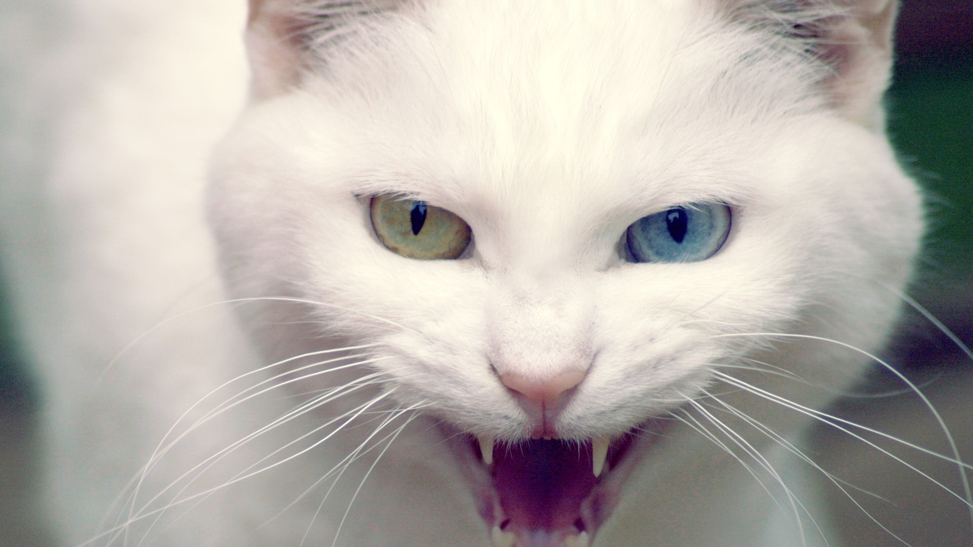 wild, White, Cat Wallpaper