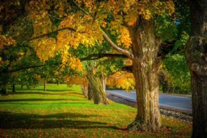 colorful, Trees, Path, Road, Fall, Leaves, Autumn, Colors, Nature