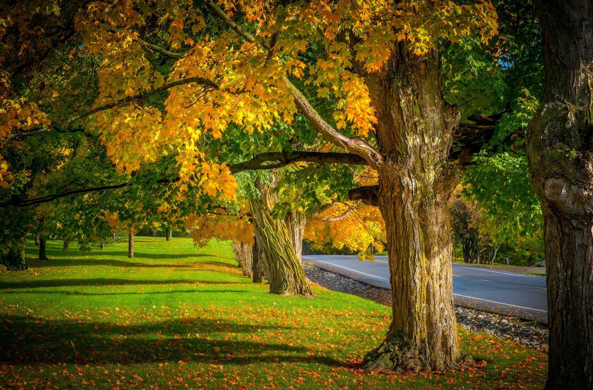 colorful, Trees, Path, Road, Fall, Leaves, Autumn, Colors, Nature Wallpaper