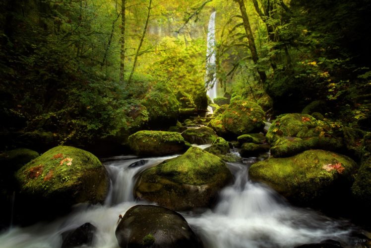 elowah, Falls, Columbia, River, Moss, River, Forest HD Wallpaper Desktop Background